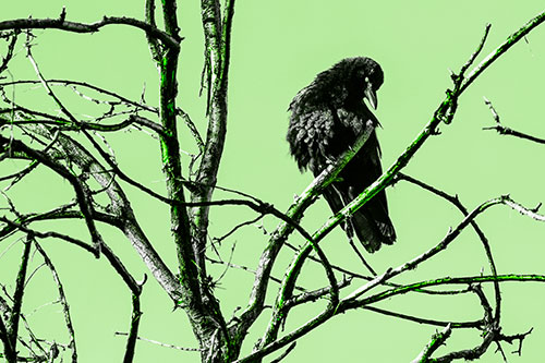 Glaze Eyed Crow Tilting Head Among Dead Tree Branches (Green Tone)