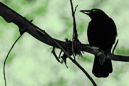 Glazed Eyed Crow Gazing Sideways Along Sloping Tree Branch (Green Tone Photo)