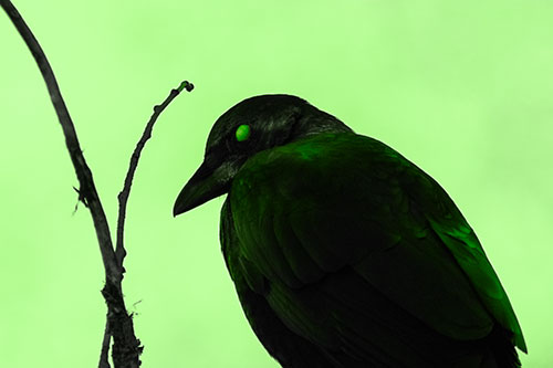 Glazed Eyed Crow Hunched Over Atop Tree Branch (Green Tone Photo)