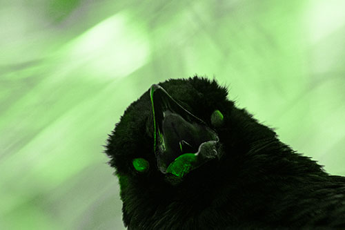 Glazed Eyed Tongue Screaming Crow (Green Tone Photo)
