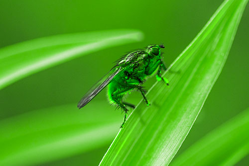 Golden Dung Fly Perched Along Sloping Fescue Grass Blade (Green Tone)