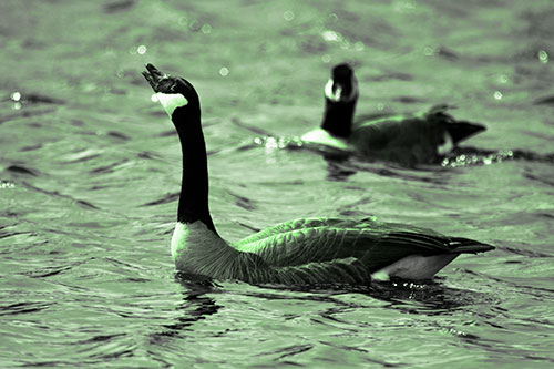 Goose Honking Loudly On Lake Water (Green Tone Photo)