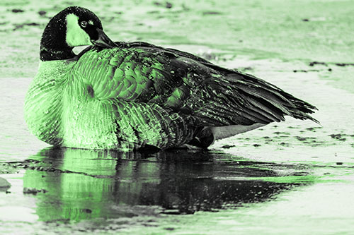 Goose Resting Atop Ice Frozen River (Green Tone Photo)