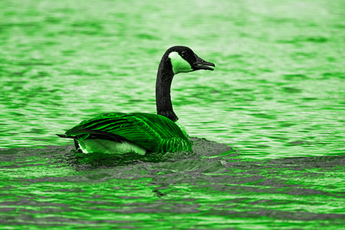 Goose Swimming Down River Water (Green Tone Photo)