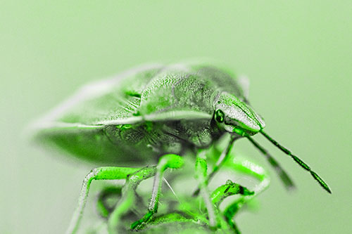 Gorse Shieldbug Standing Atop Gumplant (Green Tone)