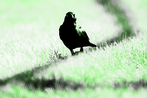 Grackle Bird Walking Down Shadow Line (Green Tone Photo)