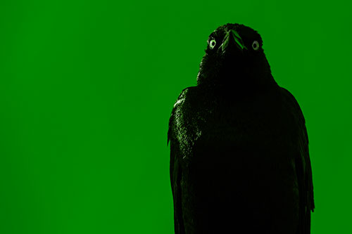 Grackle Gazing Into Horizon (Green Tone Photo)