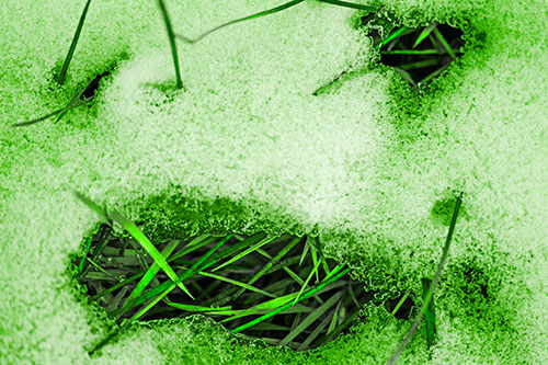 Grass Blade Face Pierces Through Melting Snow (Green Tone Photo)