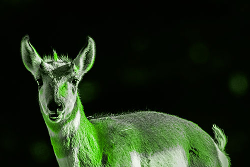 Grass Chewing Pronghorn Watches Ahead (Green Tone Photo)