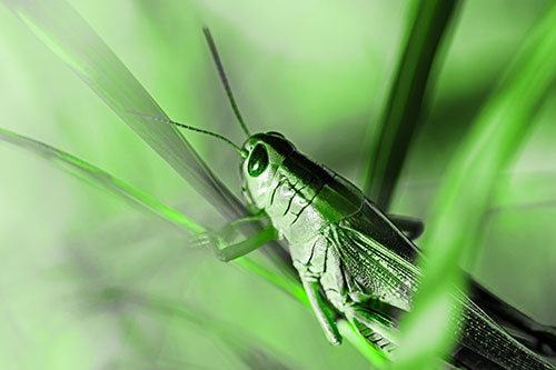 Grasshopper Clasps Ahold Multiple Grass Blades (Green Tone Photo)