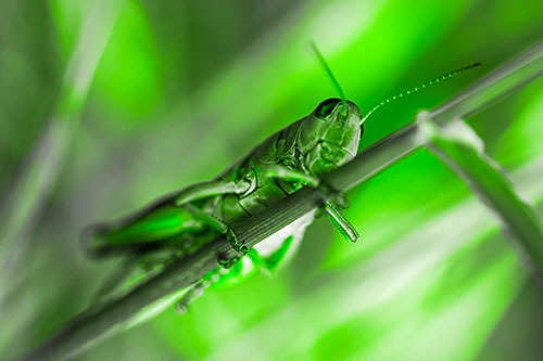 Grasshopper Cuddles Grass Blade Tightly (Green Tone Photo)