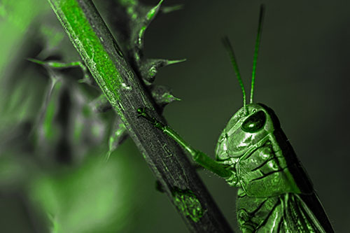 Grasshopper Hangs Onto Weed Stem (Green Tone Photo)