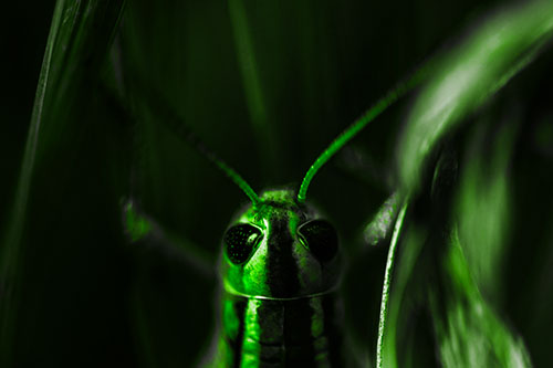 Grasshopper Holds Tightly Among Windy Grass Blades (Green Tone Photo)