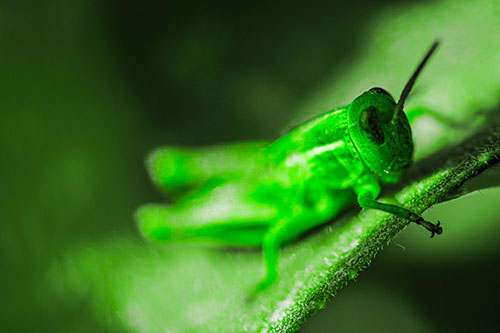 Grasshopper Laying Down Atop Leaf Petal (Green Tone Photo)