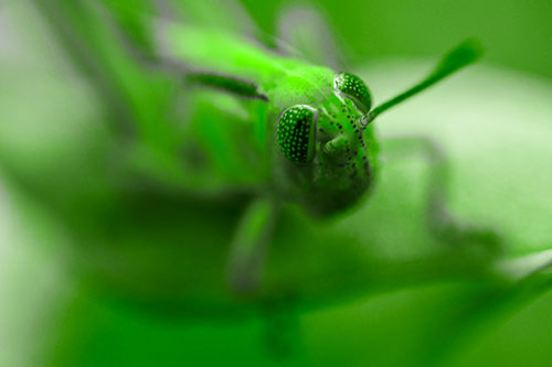 Grasshopper Perched Atop Plant Leaf (Green Tone Photo)