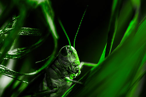 Grasshopper Perched Between Dead And Alive Grass (Green Tone Photo)