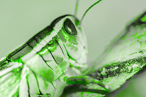 Grasshopper Rests Atop Ascending Branch (Green Tone Photo)