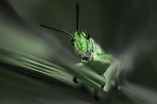 Grasshopper Rides Grass Blades Among Wind (Green Tone)