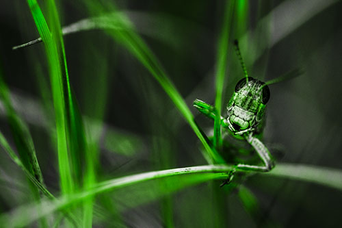 Grasshopper Smiling Among Intersecting Grass Blades (Green Tone)