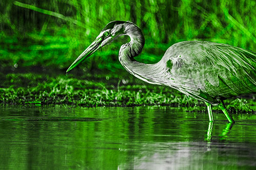 Great Blue Heron Beak Dripping Water (Green Tone Photo)