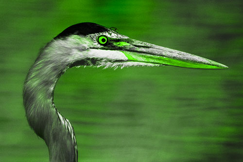 Great Blue Heron Beyond Water Reed Grass (Green Tone Photo)