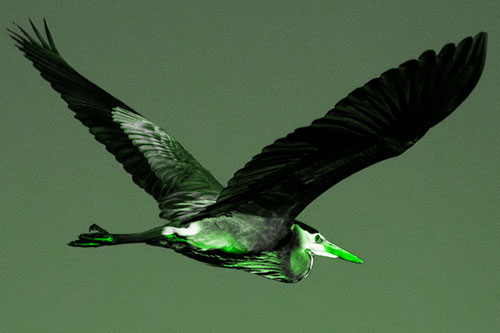 Great Blue Heron Soaring The Sky (Green Tone Photo)