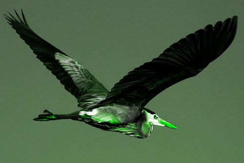 Great Blue Heron Soaring The Sky (Green Tone)