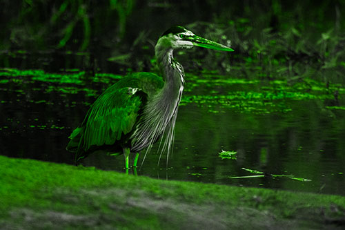 Great Blue Heron Standing Among Shallow Water (Green Tone Photo)