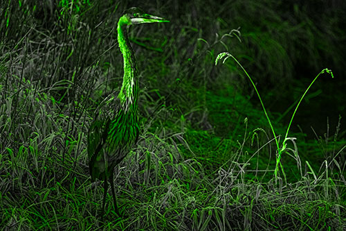 Great Blue Heron Standing Tall Among Feather Reed Grass (Green Tone Photo)