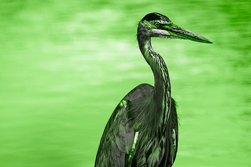 Great Blue Heron Standing Tall Among River Water (Green Tone)