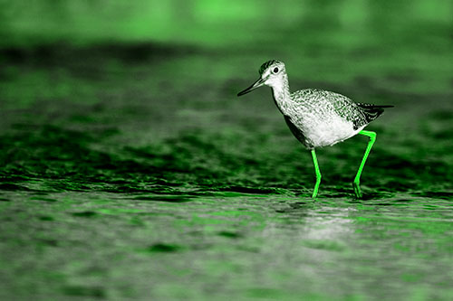 Greater Yellowlegs Bird Walking On River Water (Green Tone Photo)