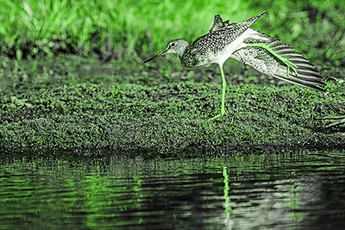 Greater Yellowlegs Stretching Along River Shore (Green Tone)
