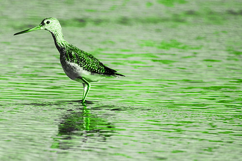 Greater Yellowlegs Wading Among Rippling River Water (Green Tone Photo)