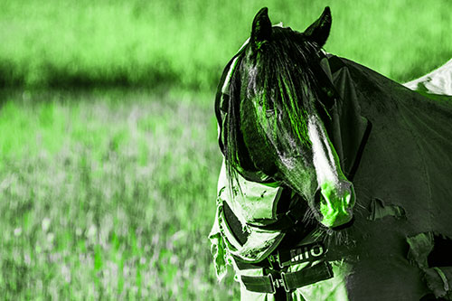 Hair Bang Horse Glancing Sideways In Coat (Green Tone Photo)