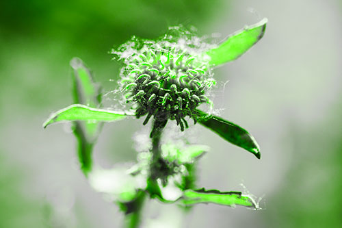 Hairy Gumplant Flower Embracing Sunshine (Green Tone Photo)