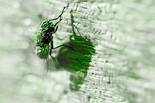 Hand Rubbing Cluster Fly Cleansing Self (Green Tone Photo)