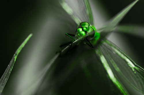 Happy Dragonfly Hugs Grass Blade Edge (Green Tone Photo)