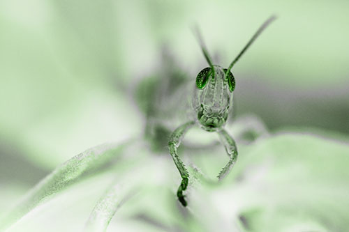 Happy Grasshopper Smiling Among Sneezeweed Leaves (Green Tone)