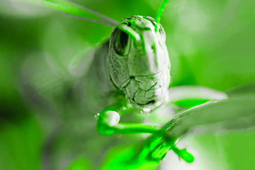 Happy Grasshopper Smiling Among Sunlight (Green Tone Photo)
