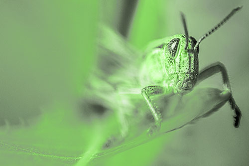 Happy Grasshopper Standing Among Sloping Leaf (Green Tone)