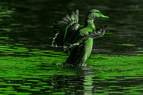 Happy Mallard Duck Flapping Wings Towards Sunshine (Green Tone)