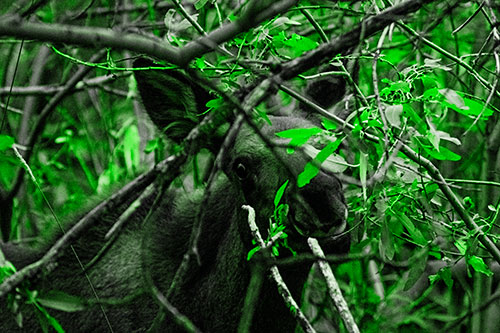 Happy Moose Smiling Behind Tree Branches (Green Tone Photo)