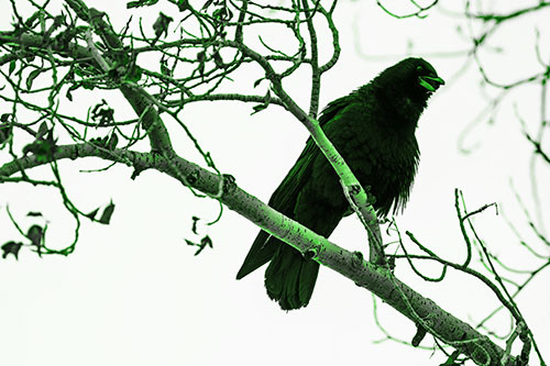 Happy Open Mouthed Crow Cawing (Green Tone Photo)