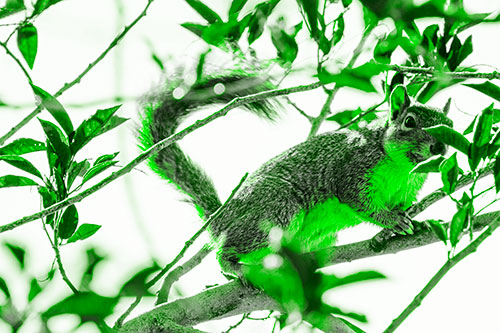 Happy Squirrel With Chocolate Covered Face (Green Tone Photo)