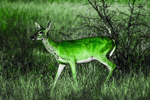 Happy White Tailed Deer Enjoying Stroll Through Grass (Green Tone Photo)