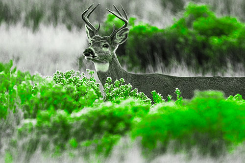 Happy White Tailed Deer Wanders Behind Vegetation (Green Tone)