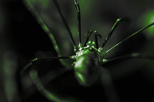 Harvestmen Spider Crawling Among Dead Leaves (Green Tone Photo)