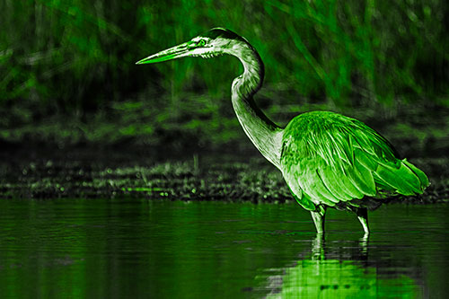 Head Tilting Great Blue Heron Hunting For Fish (Green Tone Photo)