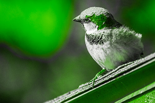 Head Tilting House Sparrow Perched Along Rooftop (Green Tone)