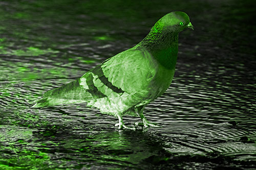 Head Tilting Pigeon Wading Atop River Water (Green Tone Photo)
